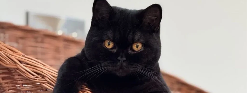 British Shorthair kittens for sale UK