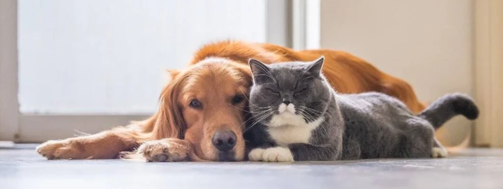 British Shorthair cats relaxing together with a dog