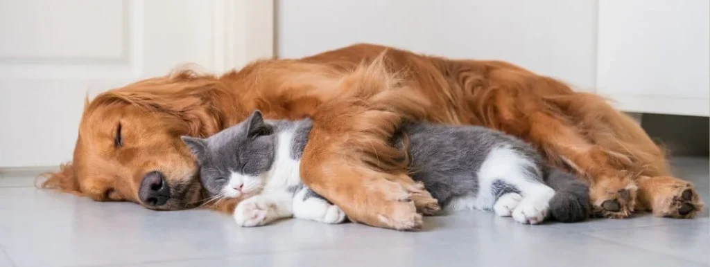British Shorthair with Dog