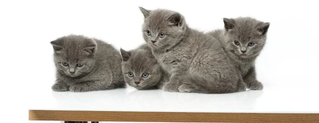 Four Blue British Shorthair Kittens