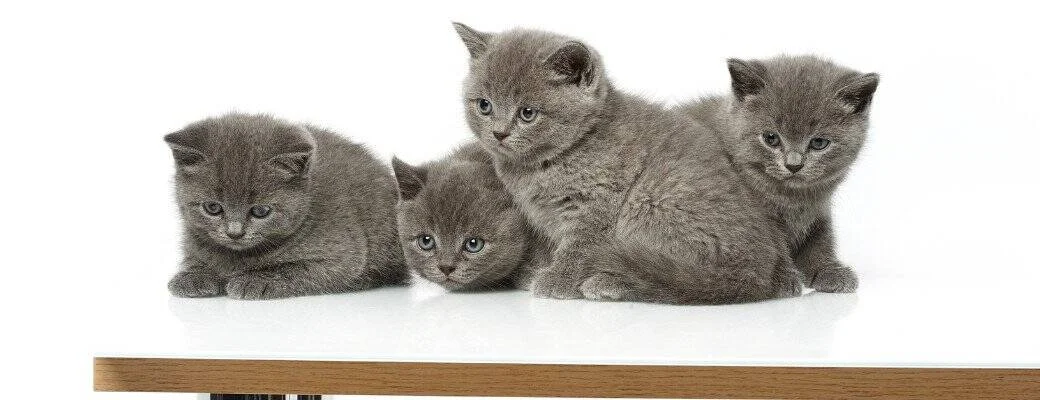Four Blue British Shorthair Kittens