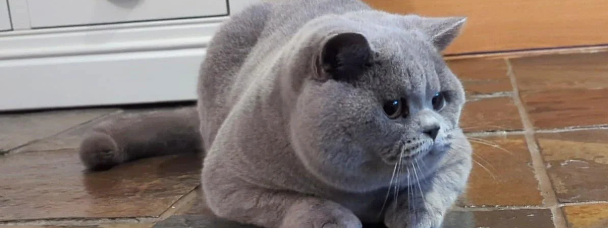 British Shorthair cat lying on floor