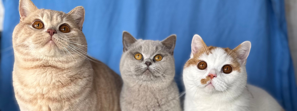 British Shorthair vs Ragdoll