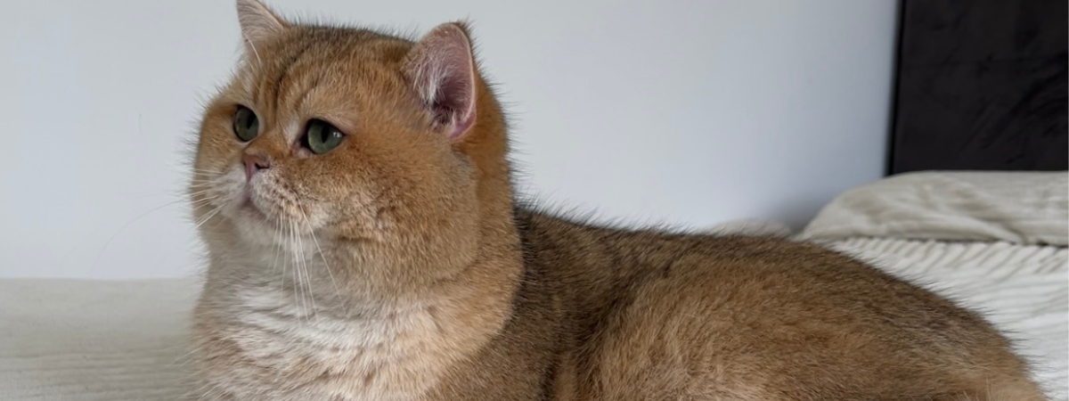 Golden British Shorthair