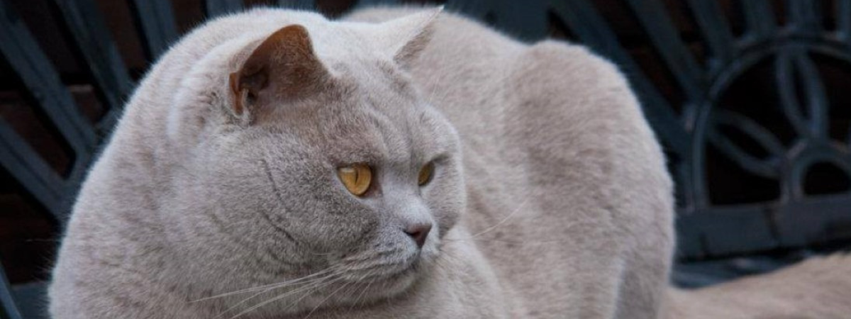 Lilac British Shorthair